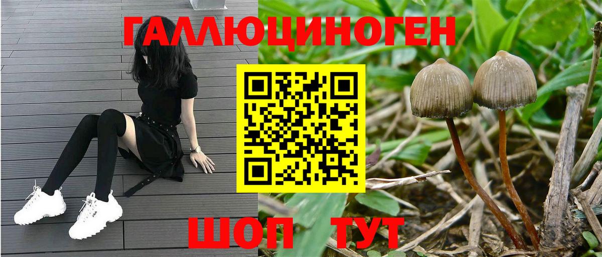 Псилоцибиновые грибы Psilocybine cubensis  Вход с VPN  Псков 