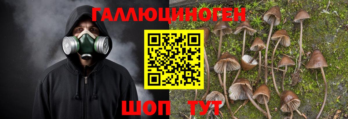 Псилоцибиновые грибы Psilocybe Псков